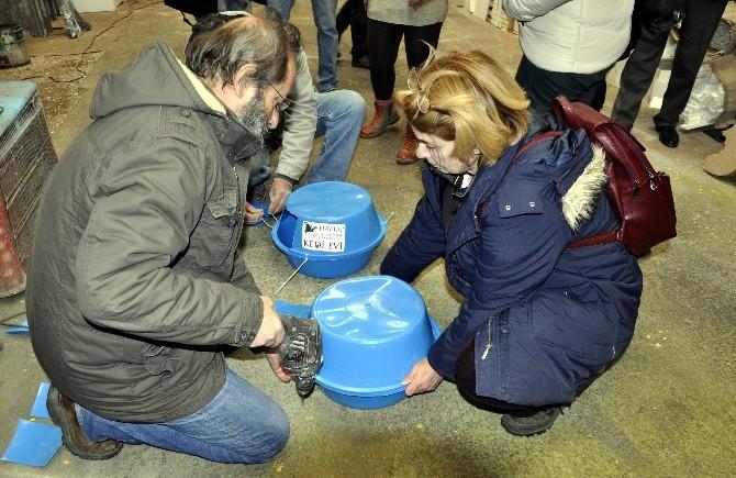 Çamaşır leğenleri kedilere yuva oldu