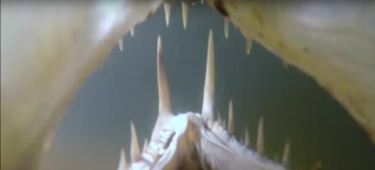 Su dünyasının korkulu rüyası: Vampir balığı