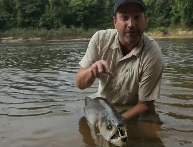 Su dünyasının korkulu rüyası: Vampir balığı