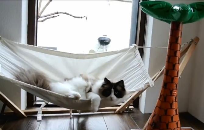 Sevimli kedinin hamak keyfi