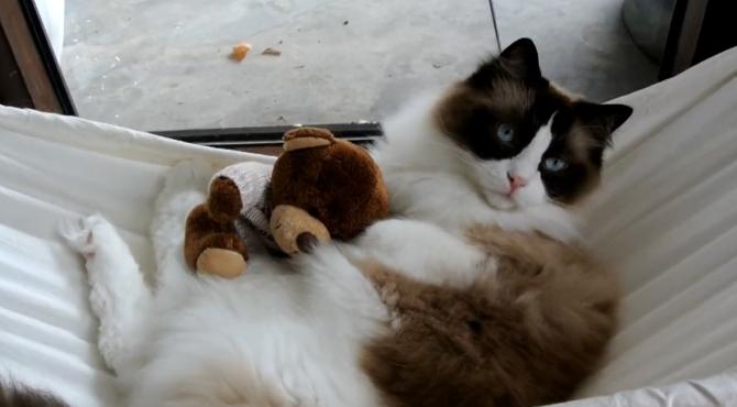 Sevimli kedinin hamak keyfi