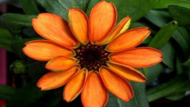 Uzayda ilk çiçek yetiştirildi