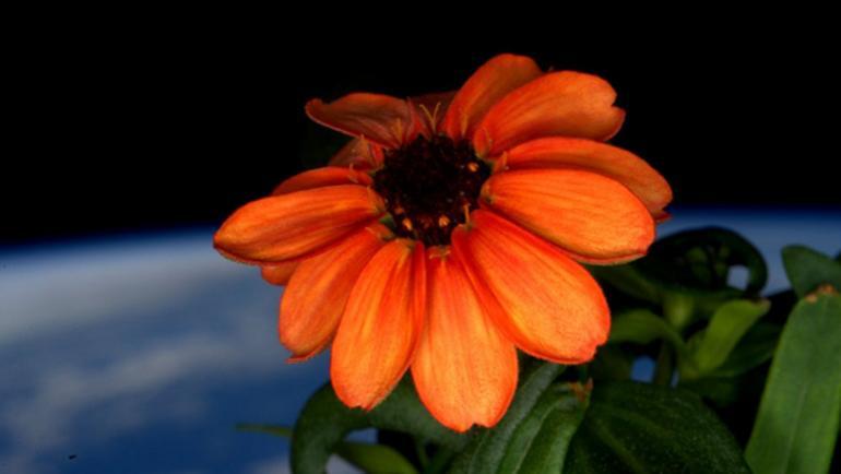 Uzayda ilk çiçek yetiştirildi