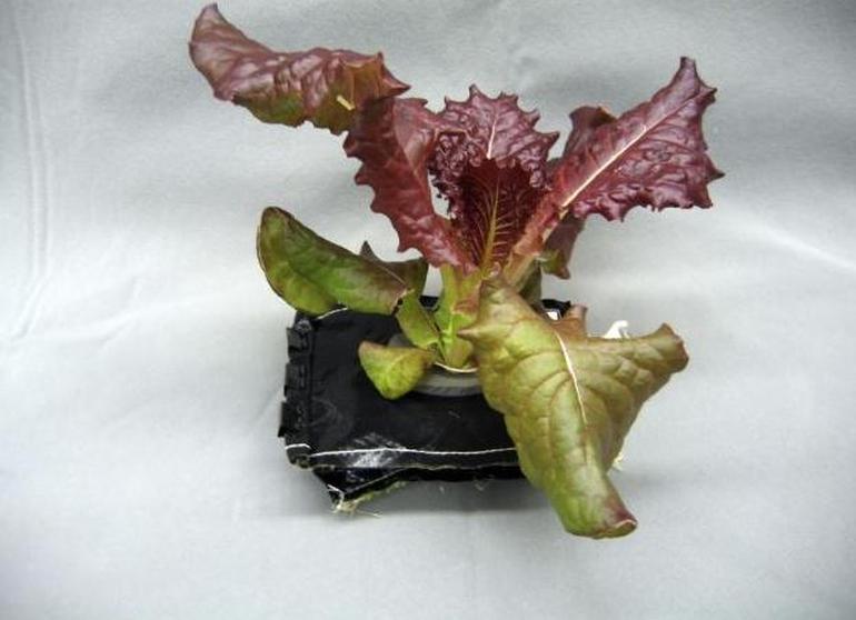 Uzayda ilk çiçek yetiştirildi