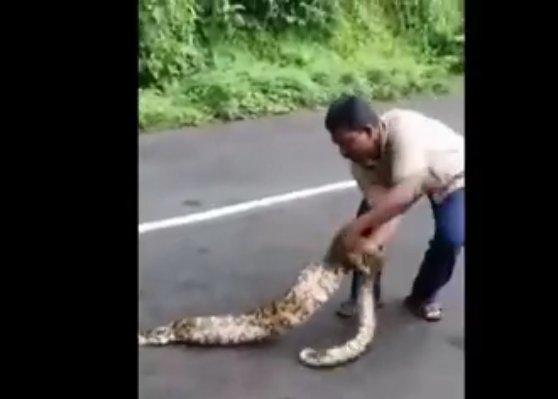 Dev piton iki keçiyi yuttu