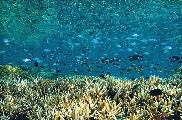 Mustafa Koç’tan Afrika kareleri