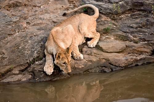 Mustafa Koç’tan Afrika kareleri