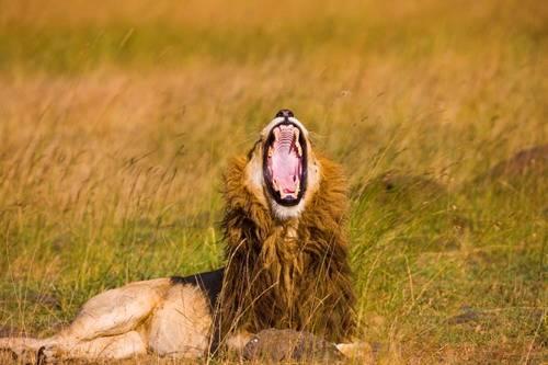 Mustafa Koç’tan Afrika kareleri
