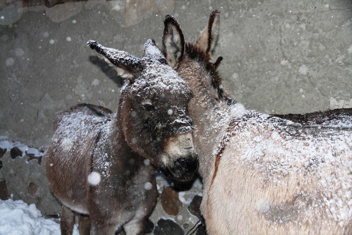 Muş'ta eşekler donmaktan kurtarıldı