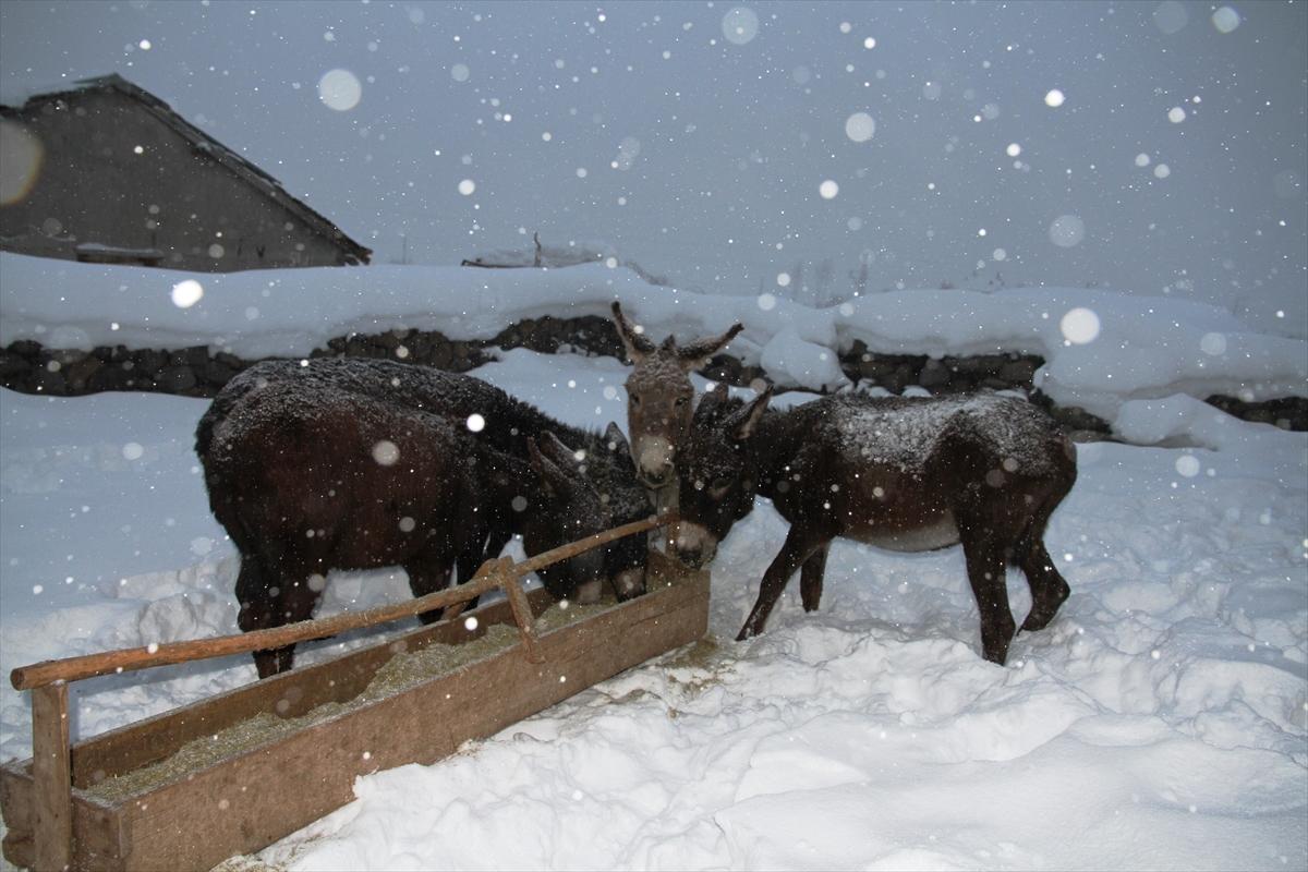 Muş'ta eşekler donmaktan kurtarıldı
