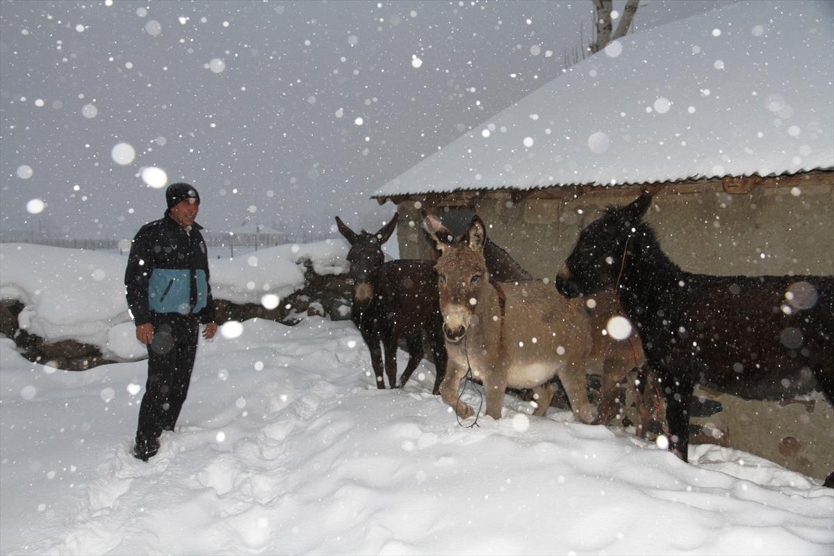 Muş'ta eşekler donmaktan kurtarıldı
