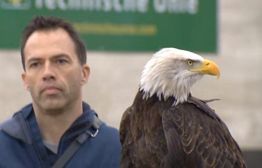 Hollanda polisinin drone'lara karşı önlemi: Kartallar