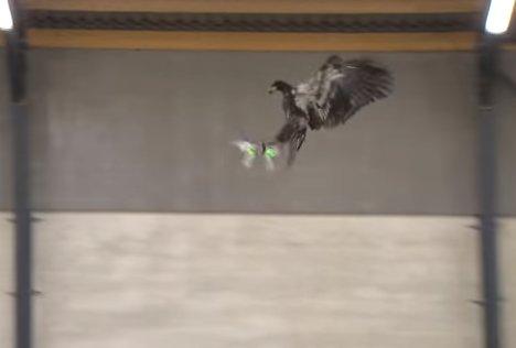 Hollanda polisinin drone'lara karşı önlemi: Kartallar