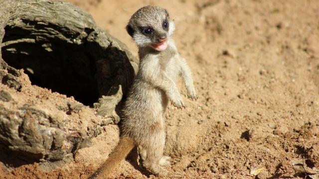 Yavru mirketler dünyayı keşfe çıktı