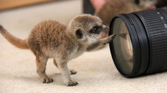 Yavru mirketler dünyayı keşfe çıktı