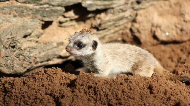 Yavru mirketler dünyayı keşfe çıktı