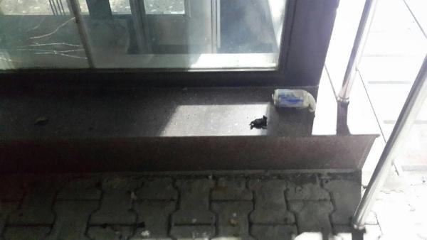 PKK'lı öğrenciler kendi okulunu bombaladı