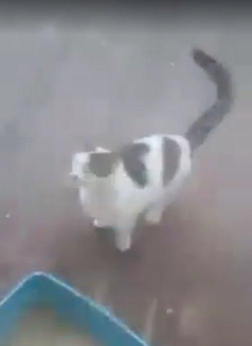 Kaynar suyu kedinin üzerine döktü İZLE
