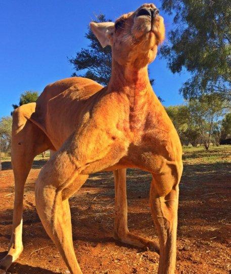 Kaslarıyla ünlü Kanguru Roger geri döndü
