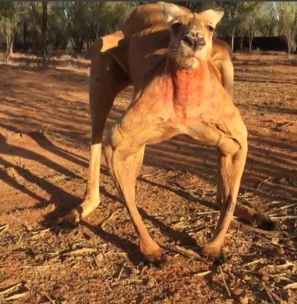 Kaslarıyla ünlü Kanguru Roger geri döndü