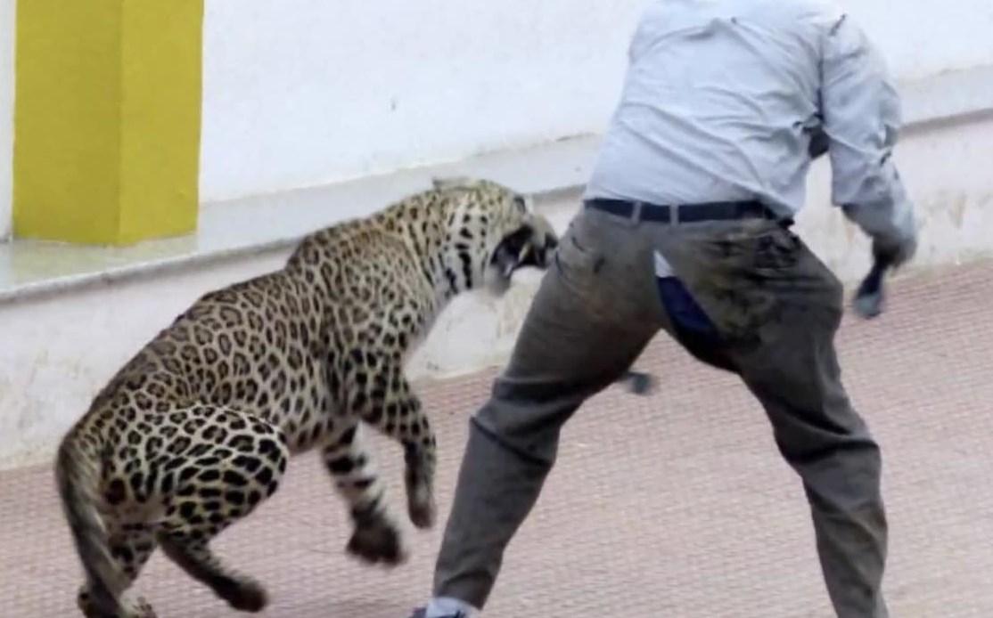 Hindistan'da okula leopar girdi İZLE