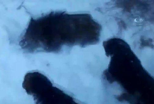 Avcılar domuza köpeklerle işkence yaptı