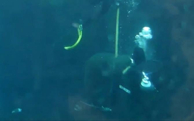 Hamile köpek balığı görevliye saldırdı İZLE