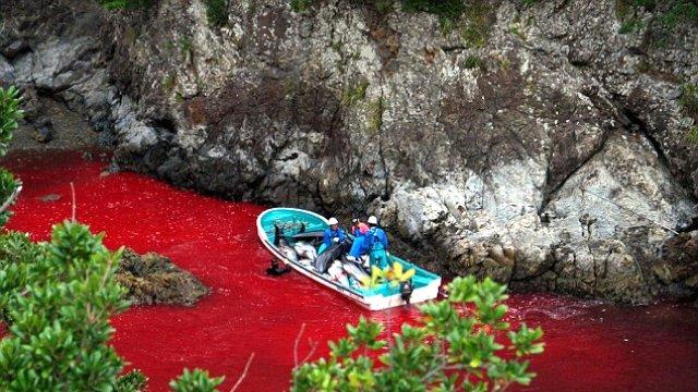 Taiji koyu balina katliamıyla renk değiştirdi