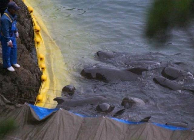 Taiji koyu balina katliamıyla renk değiştirdi