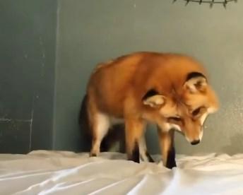 Tilkinin kar zannettiği çarşafla imtihanı İZLE