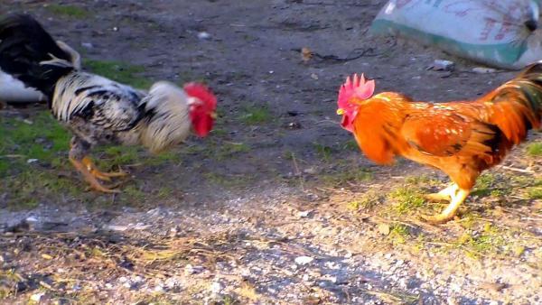 Çanakkale'de çapkın horoz köylüyü isyan ettirdi