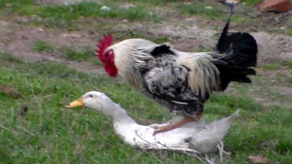 Çanakkale'de çapkın horoz köylüyü isyan ettirdi