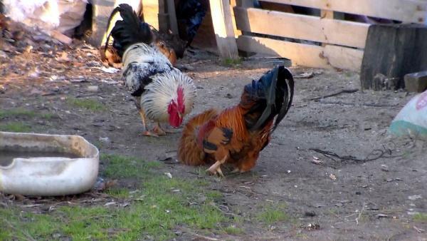 Çanakkale'de çapkın horoz köylüyü isyan ettirdi