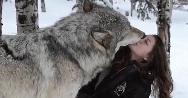 Dev kurtla korkusuzca oyun oynadı