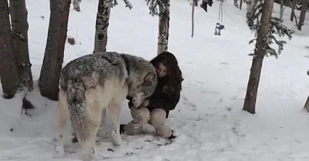 Dev kurtla korkusuzca oyun oynadı