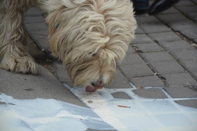 Balıkesir'de CHP'liler kilolarca sütü yere döktü