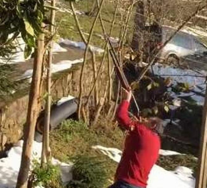 Av tüfeğiyle ağaç budayan Karadenizli İZLE