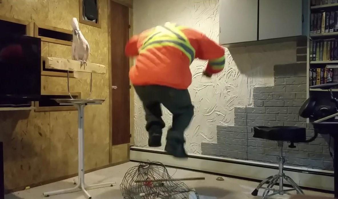 Kafesini kıran adama sinirlenen papağan küfür etti