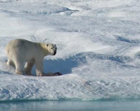 Aç kalınca yavru kutup ayısını yedi