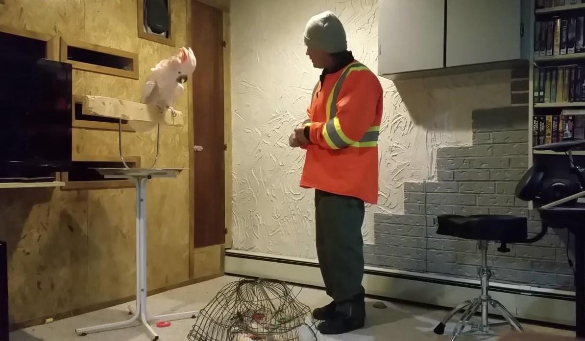 Kafesini kıran adama sinirlenen papağan küfür etti