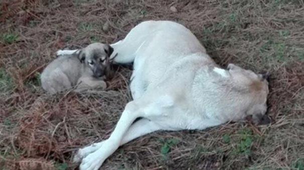 Köpeğe tecavüz edip boynunu kırdılar