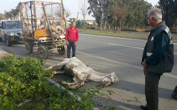 Açlıktan yere yığılan atı kırbaçla kaldırmaya çalıştı