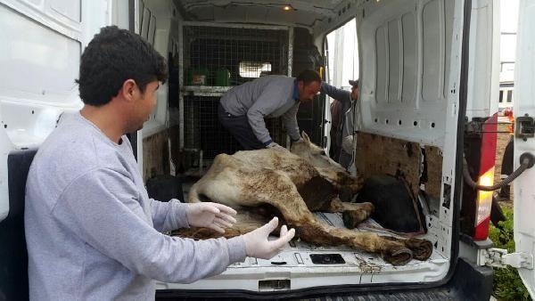 Açlıktan yere yığılan atı kırbaçla kaldırmaya çalıştı