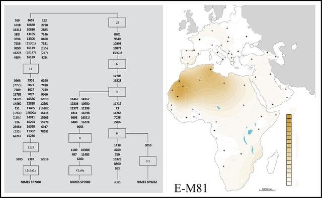 Avrupa'daki en eski Müslüman mezarlığı bulundu