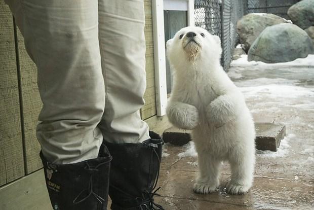 İlk kez karla tanışan yavru kutup ayısı