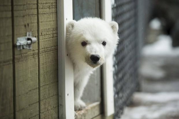 İlk kez karla tanışan yavru kutup ayısı