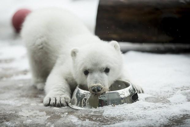 İlk kez karla tanışan yavru kutup ayısı
