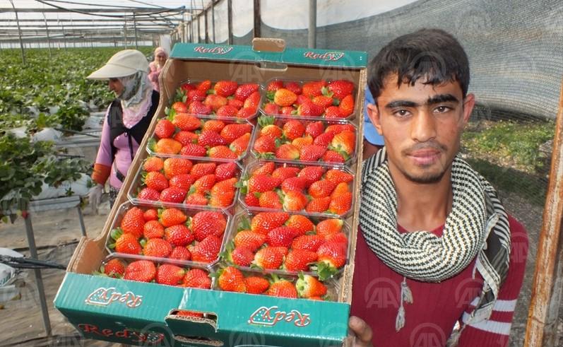Topraksız çilek yetiştiriliyor