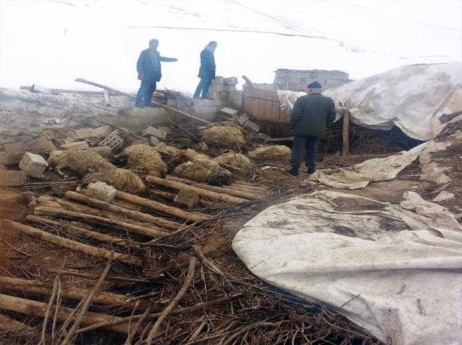 Depremde hasar gören ahır çöktü: 70 hayvan telef oldu