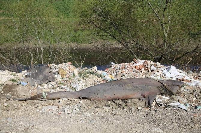 Bursa'da köpek balığı paniği